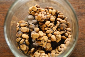 granos de kopi luwak